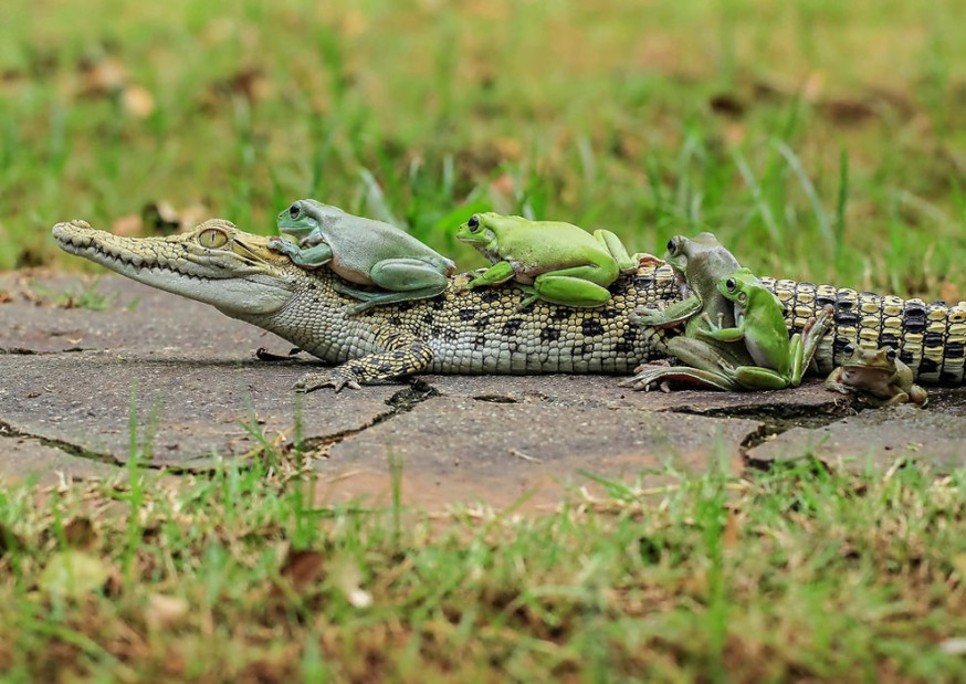 Kikkers liften mee op krokodil