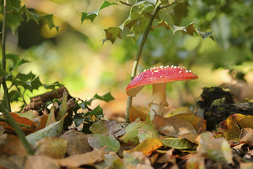 Herfstfotografie Monique Mulder