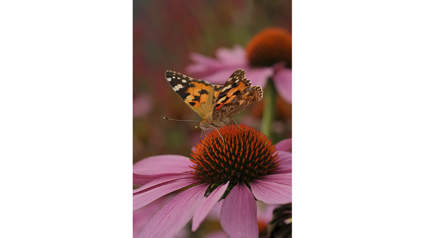 Herfstfotografie Monique Mulder