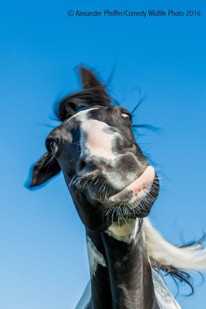 Comedy Wildlife Photographer of the Year 