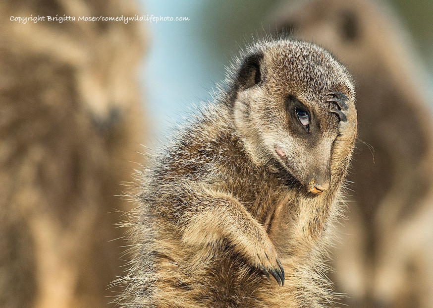 Comedy Wildlife Photographer of the Year 