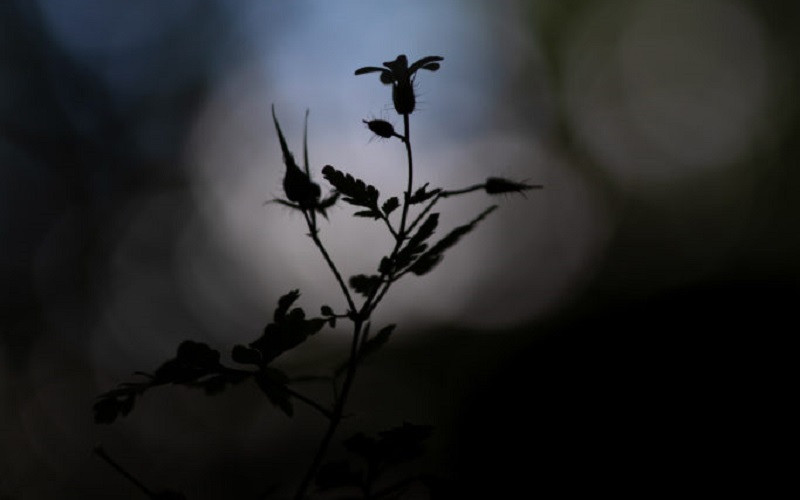 Neem Deel Aan De Masterclass Macrofotografie Voor Gevorderden Op ...