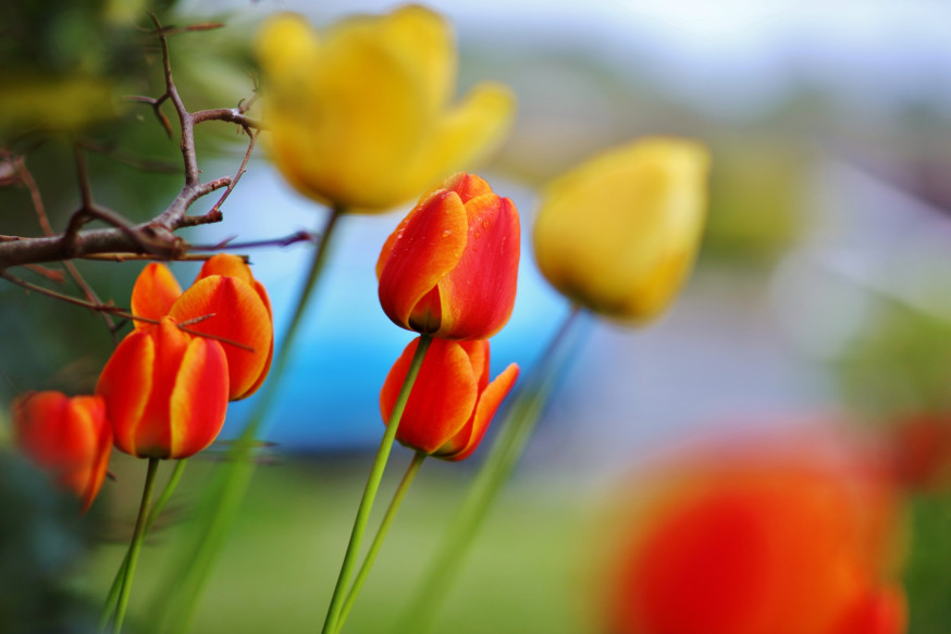 Samyang, transcontinenta, groothoek, vernieuwing, portretlens, MF 14mm f/2.8 Mark 2 en MF 85mm f/1.4 Mark 2