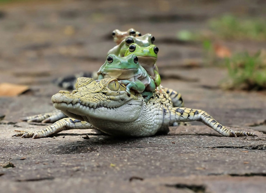 Kikkers liften mee op krokodil