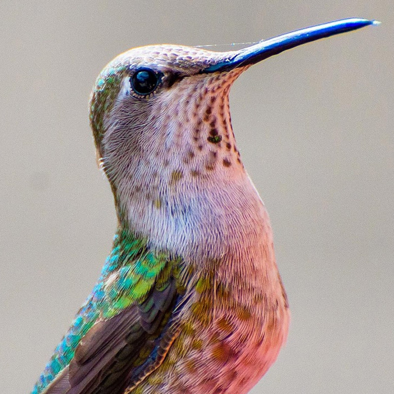 Birds visit. Колибри птица. Колибри Макросъемка. Птица макро. Птицы Макросъемка.