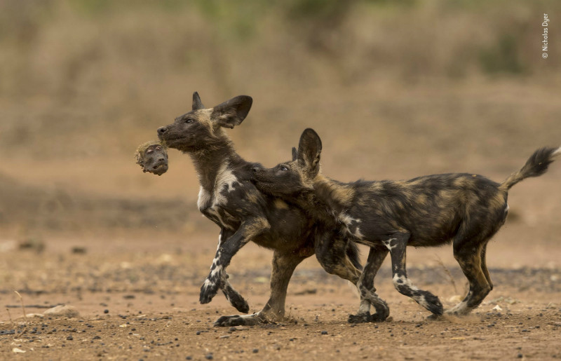 Wildlife Photographer of the year 