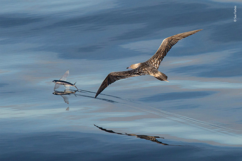 Wildlife Photographer of the year 