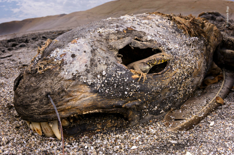 Wildlife Photographer of the year 