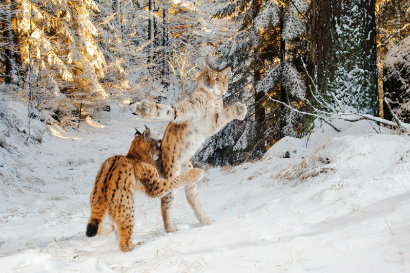 Wildlife Photographer of the year 