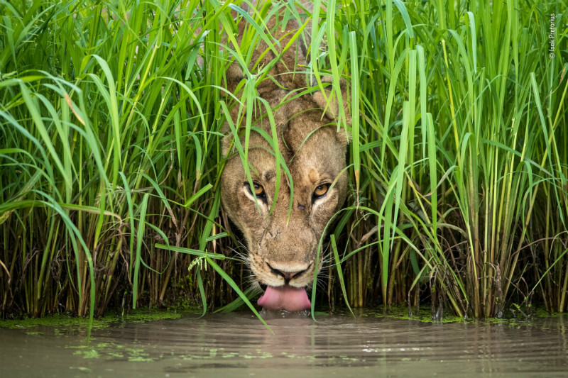 Wildlife Photographer of the year 