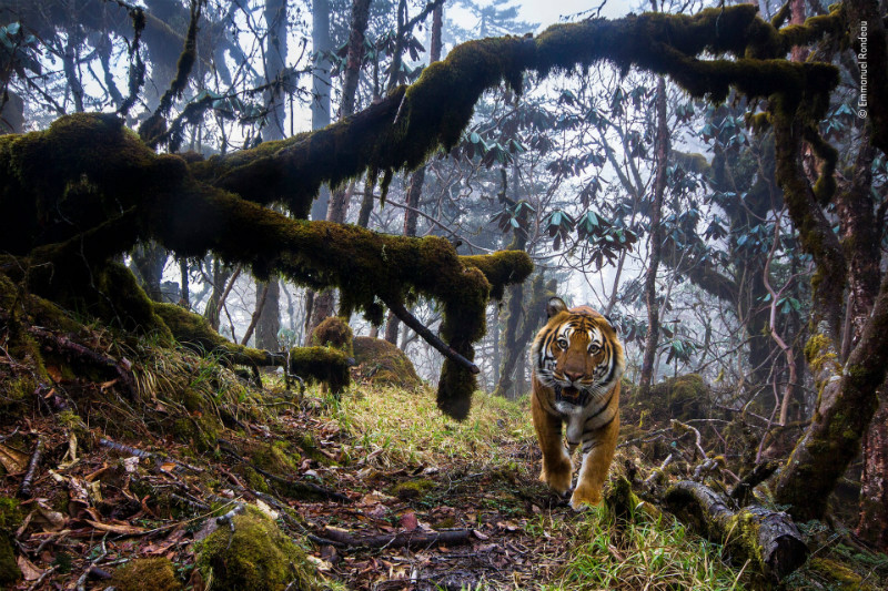 Wildlife Photographer of the year 