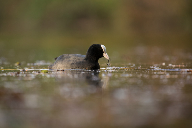 SIGMA 60-600mm