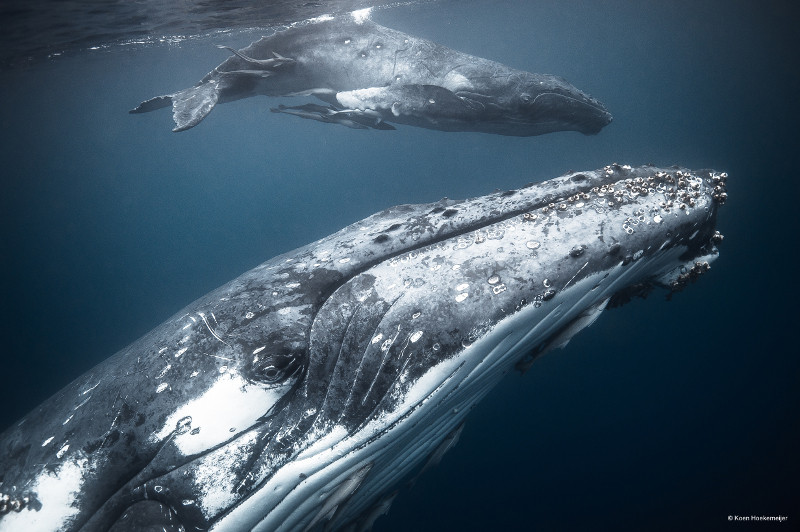 koen hoekemijer wwf frans lanting photo award