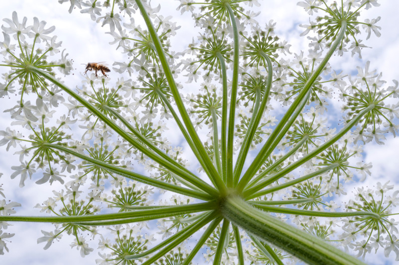 Macrofotografie