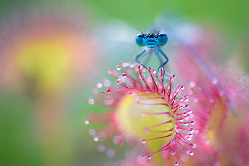 Macrofotografie