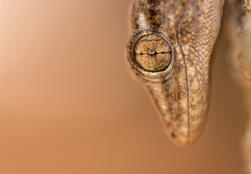 Macrofotografie