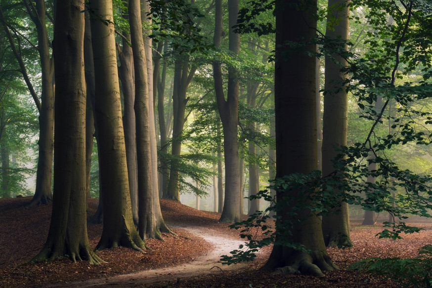 martin podt spotlight bomen bosfotografie