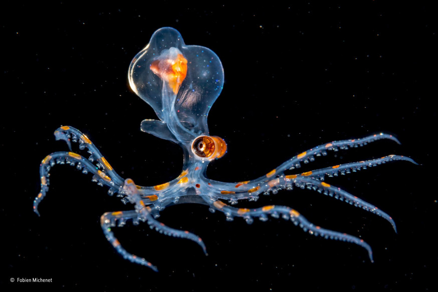 De beste natuurfoto&#039;s van 2015