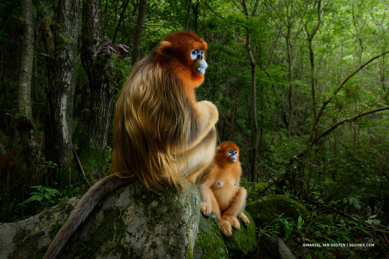 Marsel van Oosten