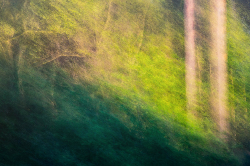 masterclass forest flow fotofair 2019