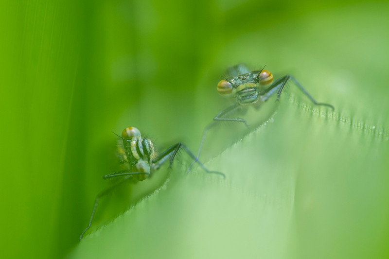 Macrofotografie