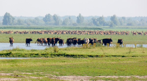 Oostvaardersplassen