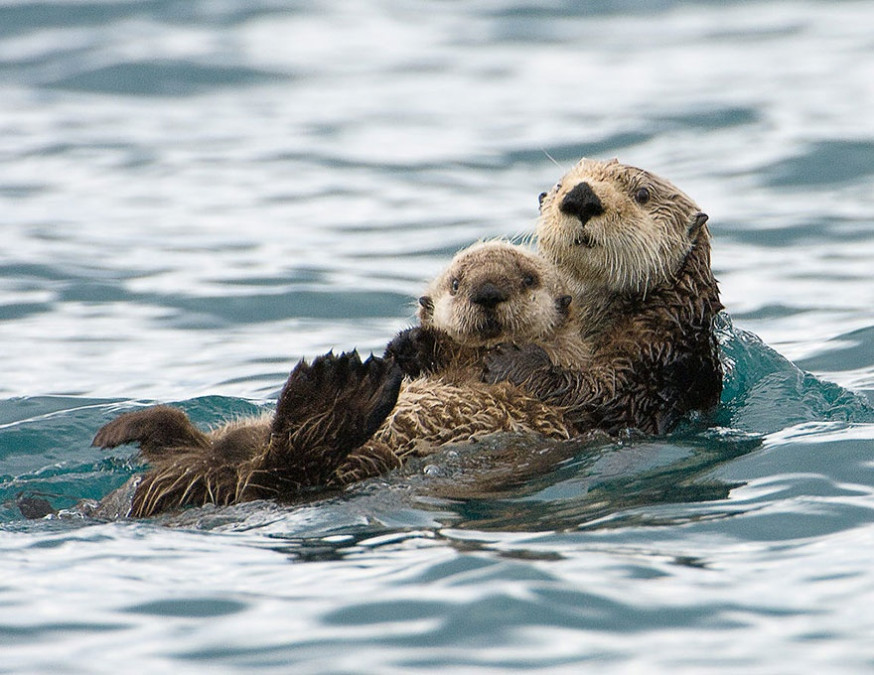 10 indrukwekkende foto&#039;s van ouderliefde bij dieren