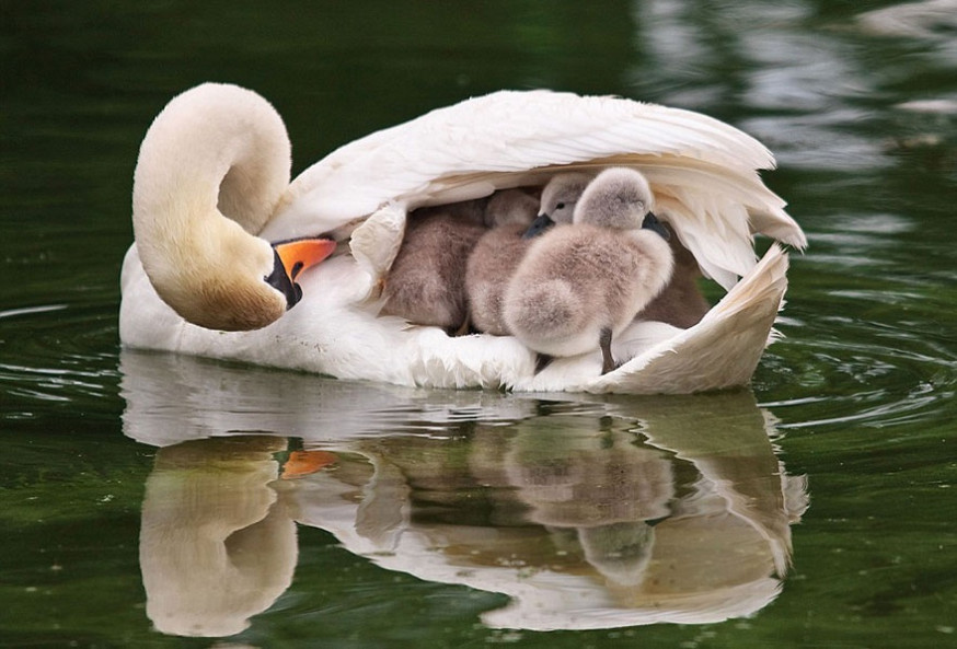 10 indrukwekkende foto&#039;s van ouderliefde bij dieren