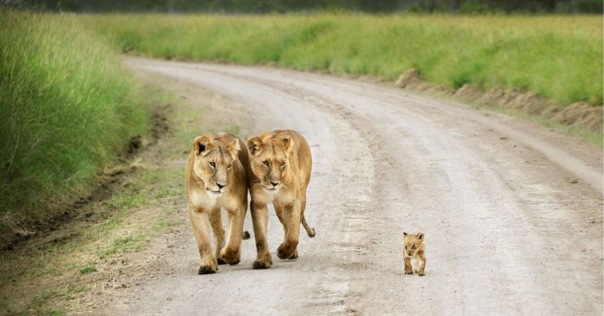 10 indrukwekkende foto&#039;s van ouderliefde bij dieren