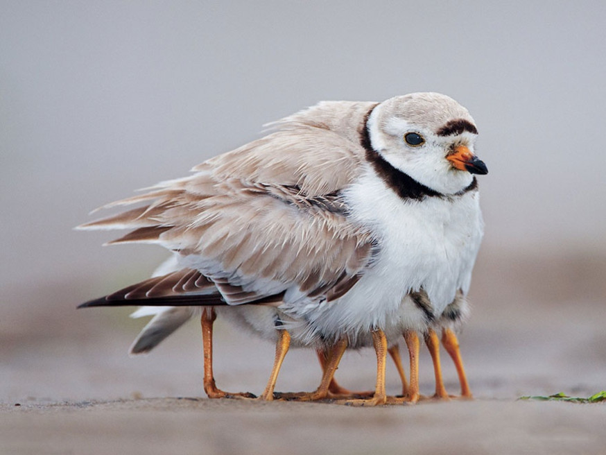 10 indrukwekkende foto&#039;s van ouderliefde bij dieren