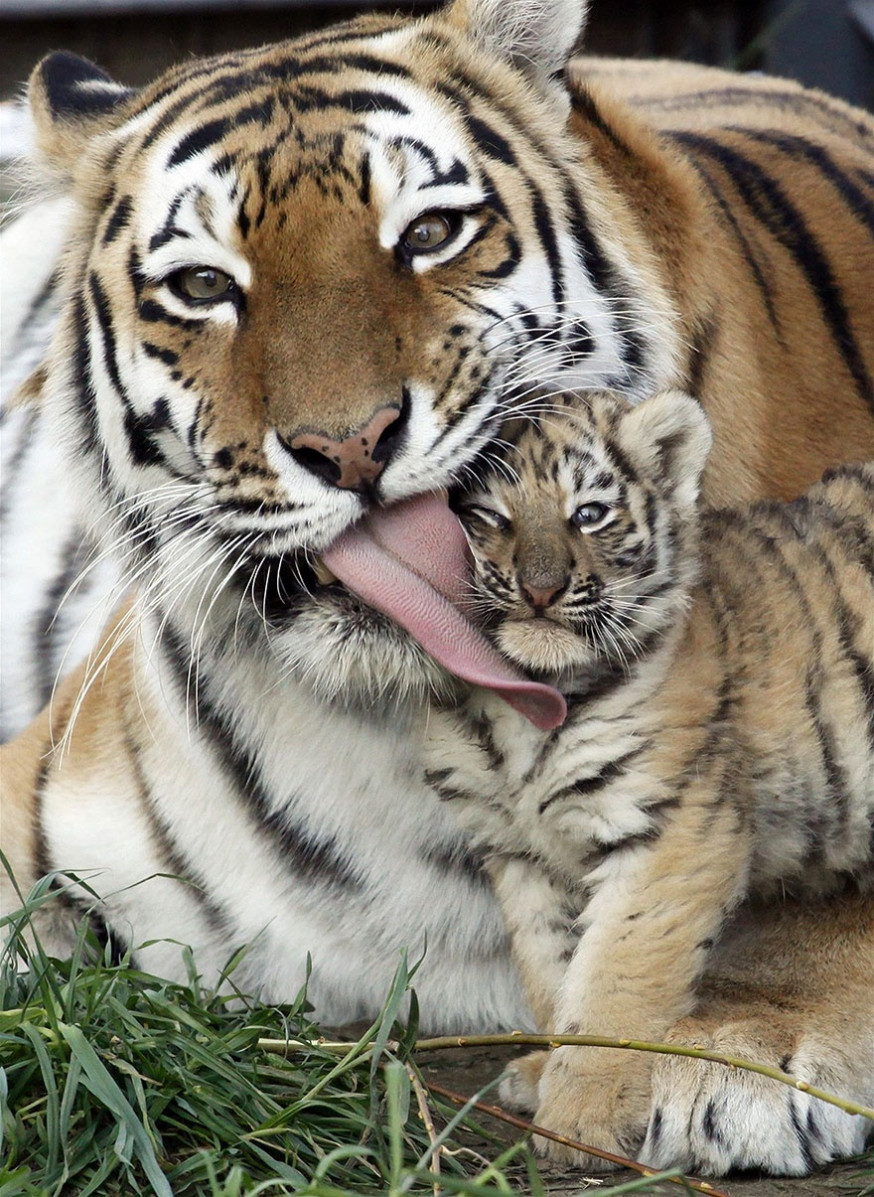 10 indrukwekkende foto&#039;s van ouderliefde bij dieren