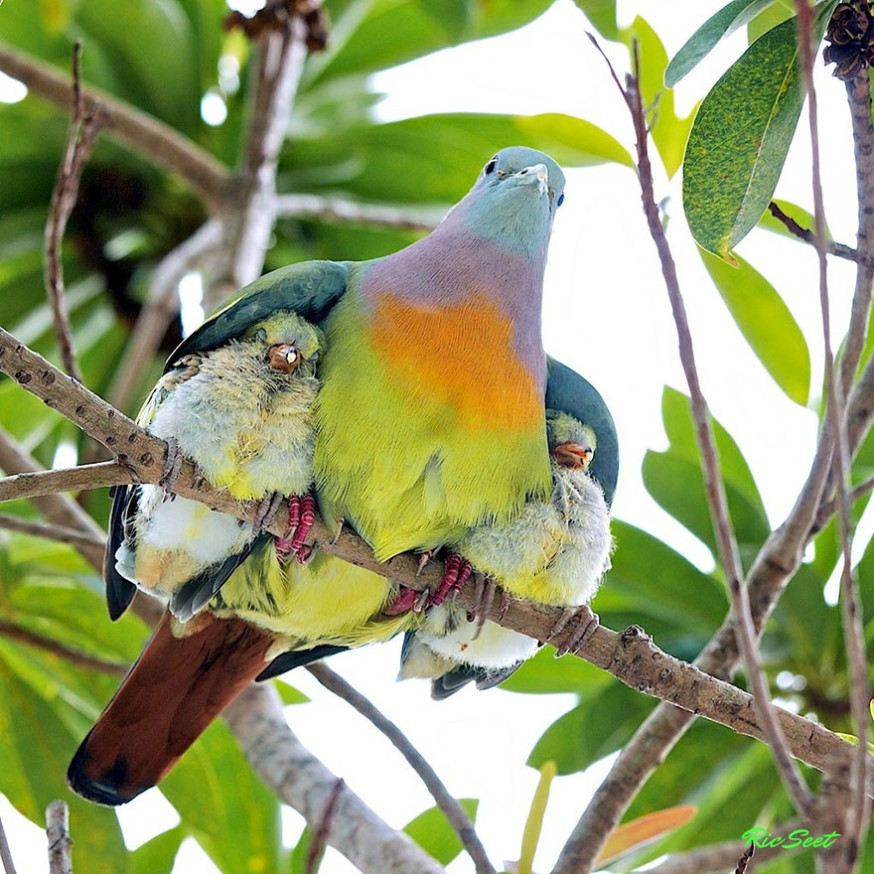 10 indrukwekkende foto&#039;s van ouderliefde bij dieren