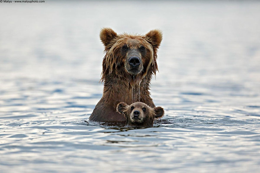 10 indrukwekkende foto&#039;s van ouderliefde bij dieren