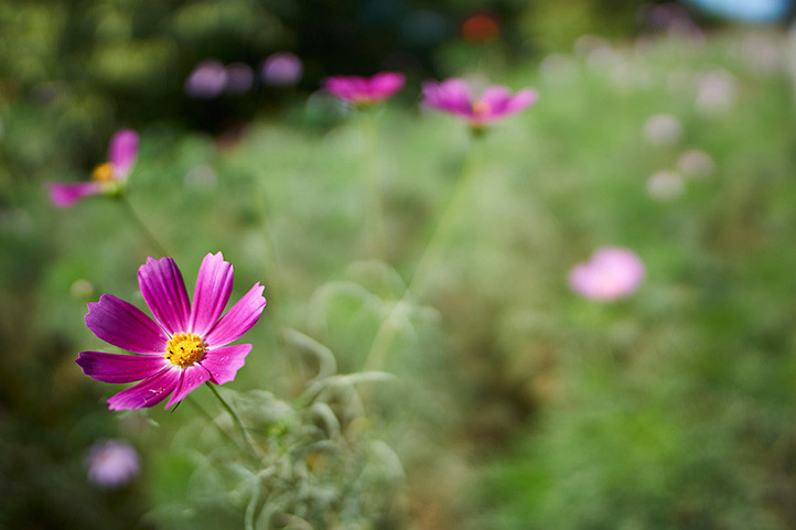 Samyang 21mm f/1.4