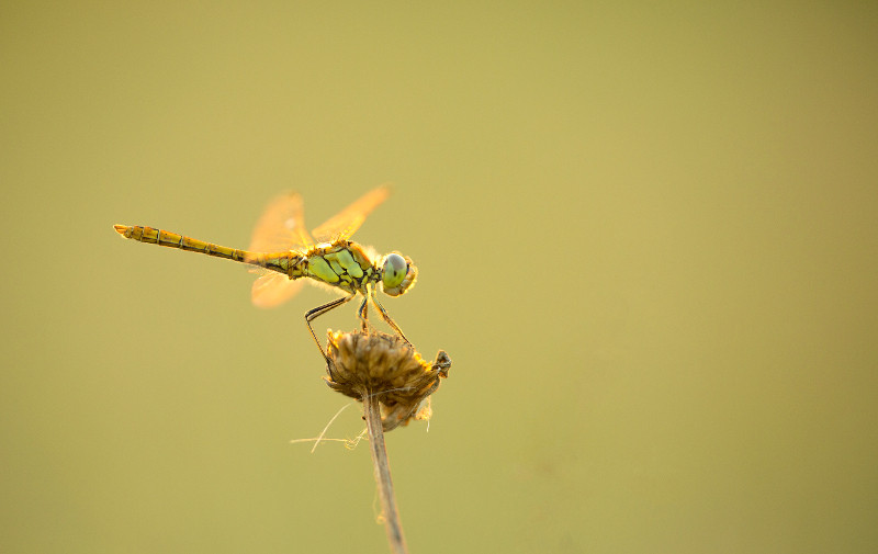 Sigma 180mm f/2.8 EX DG OS APO HSM Macro