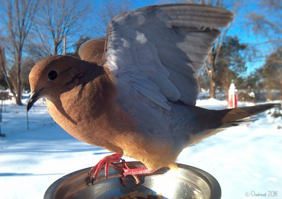 Vogels tijdens het eten gefotografeerd