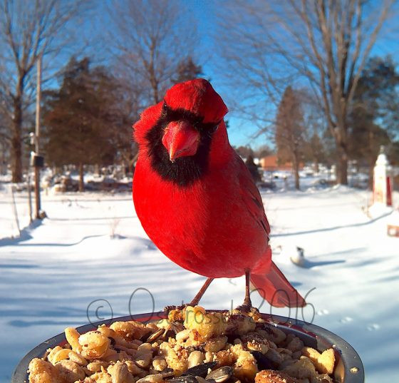 Vogels tijdens het eten gefotografeerd