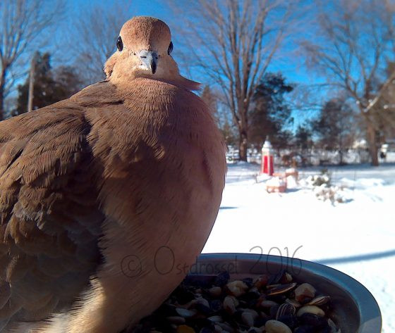 Vogels tijdens het eten gefotografeerd