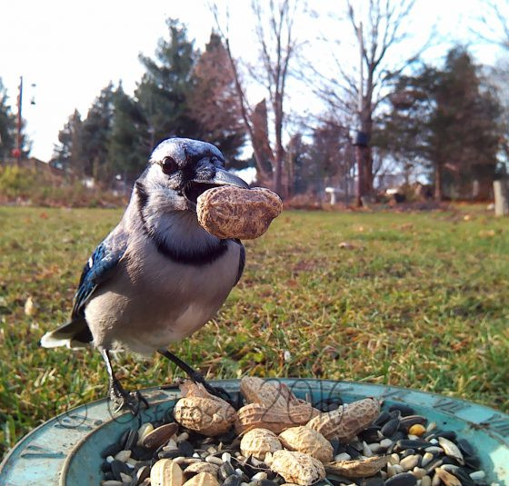 Vogels tijdens het eten gefotografeerd