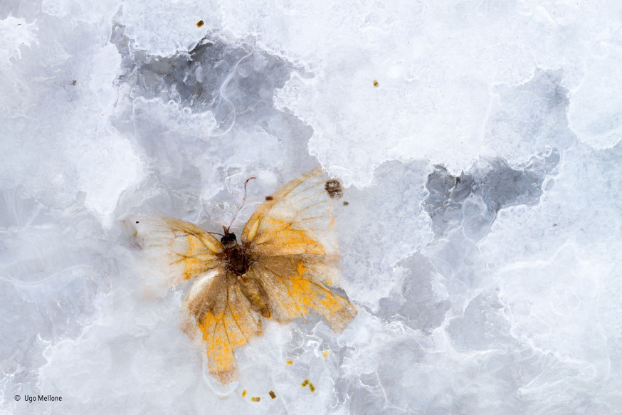 De beste natuurfoto&#039;s van 2015