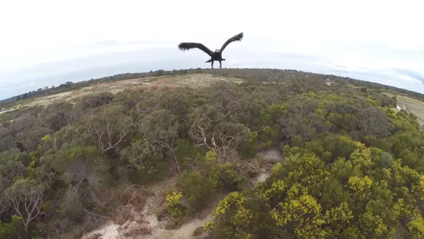 Mijnbouwbedrijf verliest 9 drones door arenden