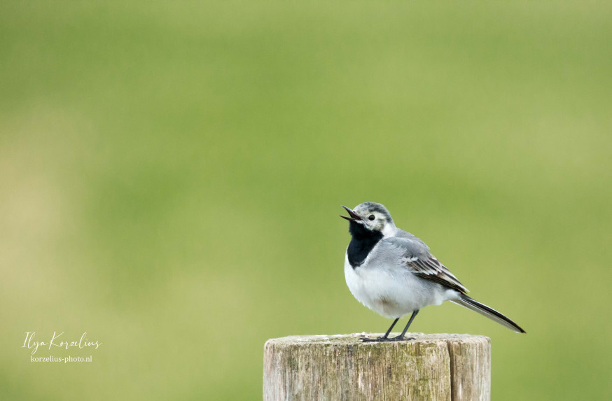 Lezersgallery, inspiratie, community stories, natuur, lente, natuurfotografie