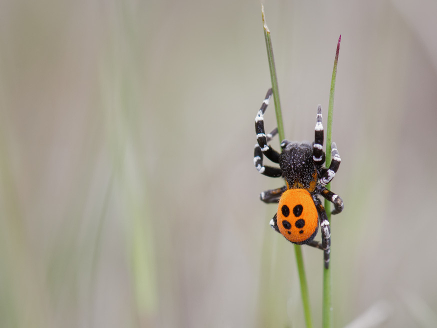 knoeri fast fotofair winnaar maandopdracht wildlife