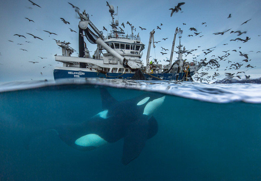 Naturalis WPY2016