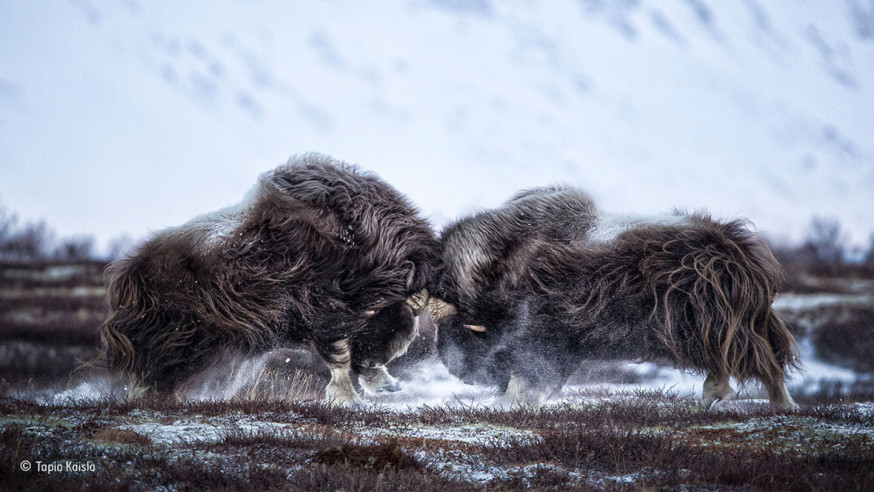 People&#039;s Choice Award - Wildlife Photographer of the Year