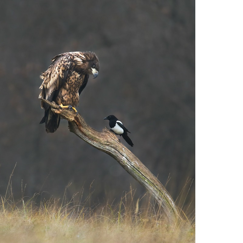 thijs glastra zeearend spotlight lezersfoto