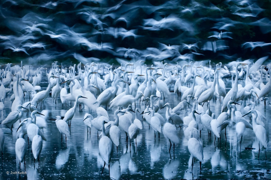 De beste natuurfoto&#039;s van 2015