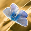 In de spotlight: ‘Icarusblauwtje’ van Boudewijn de Busschere