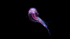 Medusa van Dirk Weyer - Prachtige fotoserie met kwallen