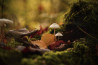 Paddenstoelenroutes en Natuurwandelingen voor Adembenemende Macrofotografie